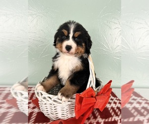 Bernese Mountain Dog Puppy for sale in MIDDLEBURY, IN, USA