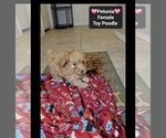 Small #2 Poodle (Toy)