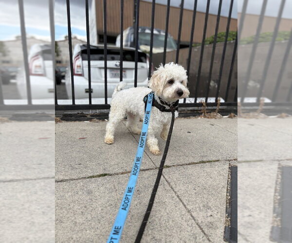 Medium Photo #4 Maltipoo (Miniature) Puppy For Sale in Studio City, CA, USA
