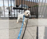 Small #3 Maltipoo (Miniature)
