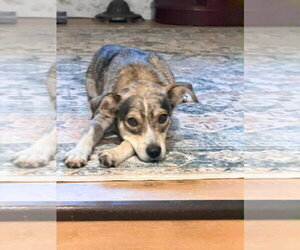 Mutt Dogs for adoption in New London, WI, USA
