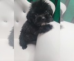 Puppy Puppy 2 Shih Tzu-ShihPoo Mix