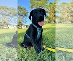 Small #3 Labrador Retriever Mix