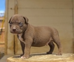 Puppy 4 American Bully