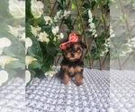 Small #3 Morkie