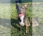 Small #1 Staffordshire Bull Terrier