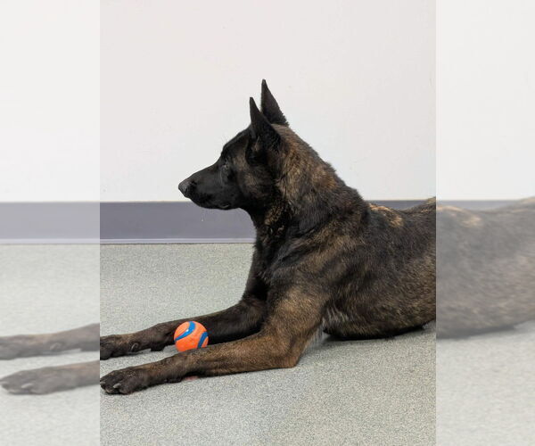 Medium Photo #3 Mutt Puppy For Sale in Imlay City, MI, USA