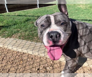 Mutt Dogs for adoption in Plano, TX, USA
