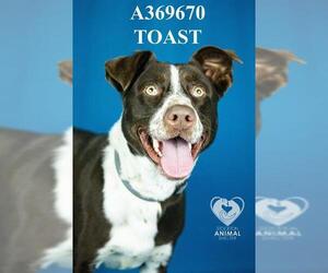 Border Collie Dogs for adoption in Stockton, CA, USA