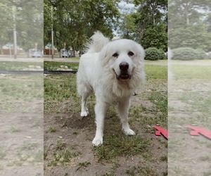Great Pyrenees Dogs for adoption in PHOENIX, NY, USA