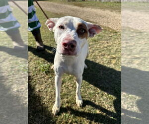 Mutt Dogs for adoption in Jackson, MS, USA