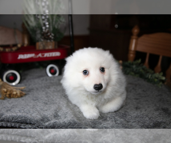 Medium Photo #16 Miniature American Eskimo Puppy For Sale in GENEVA, IN, USA