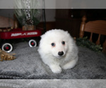 Small Photo #16 Miniature American Eskimo Puppy For Sale in GENEVA, IN, USA