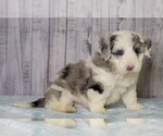 Small Photo #1 Poodle (Miniature)-Sheepadoodle Mix Puppy For Sale in FREDERICKSBG, OH, USA