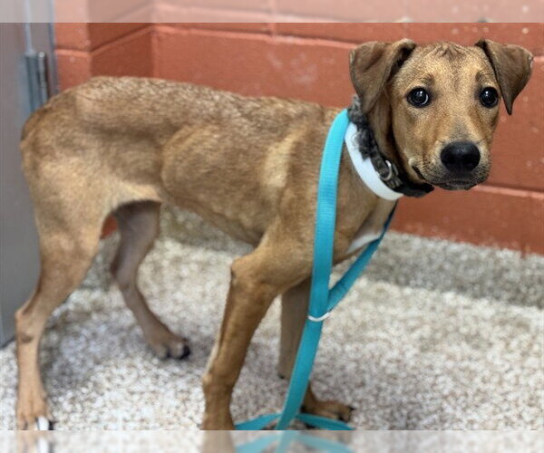 Medium Photo #1 Rhodesian Ridgeback-Unknown Mix Puppy For Sale in Pueblo, CO, USA