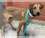 Small Rhodesian Ridgeback Mix
