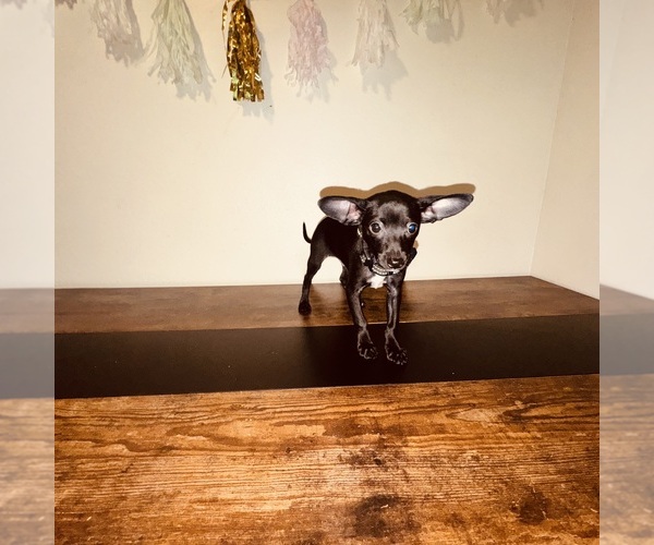 Medium Photo #4 Chihuahua Puppy For Sale in FEDERAL WAY, WA, USA