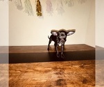 Small #3 Chihuahua
