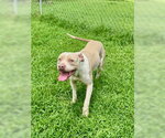 Small American Pit Bull Terrier Mix