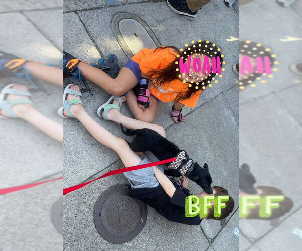 Medium Photo #10 Chihuahua-Unknown Mix Puppy For Sale in San Francisco, CA, USA