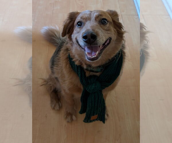Medium Photo #1 Mutt Puppy For Sale in San Bernardino , CA, USA