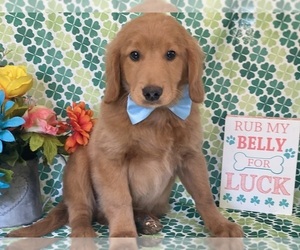 Goldendoodle (Miniature) Puppy for sale in LANCASTER, PA, USA