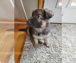 Small Photo #7 German Shepherd Dog Puppy For Sale in JONESBOROUGH, TN, USA