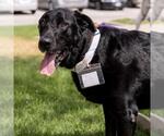 Small #13 Labrador Retriever Mix