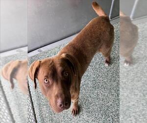American Pit Bull Terrier Dogs for adoption in Salisbury, NC, USA