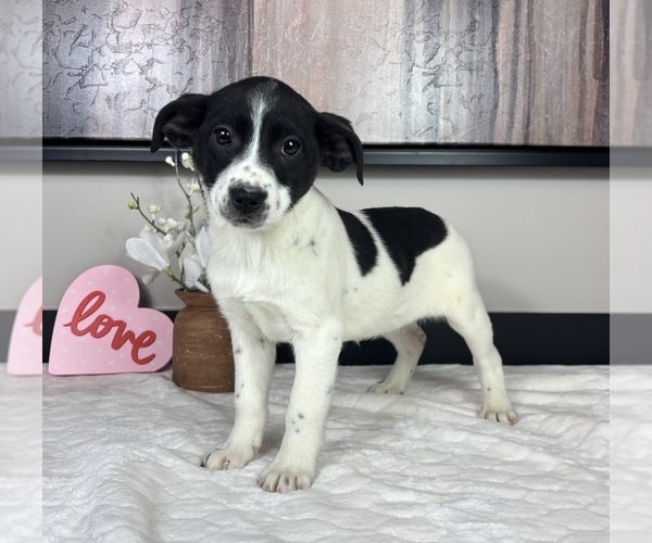 Medium Photo #2 Border Collie Puppy For Sale in FRANKLIN, IN, USA