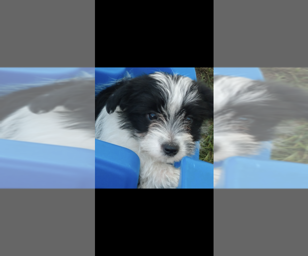 Medium Photo #1 Morkie Puppy For Sale in FORT WORTH, TX, USA
