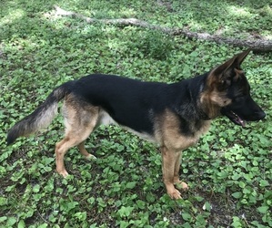 Father of the German Shepherd Dog puppies born on 04/18/2025