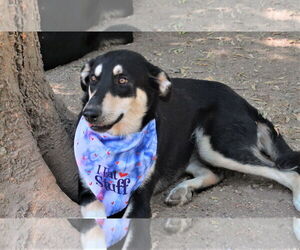Gracey - Female Siberian Husky-Unknown Mix Dog for Adoption - Photo #4
