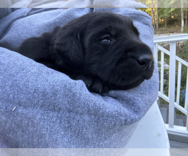 Medium Photo #1 Labrador Retriever Puppy For Sale in PLYMOUTH, MA, USA