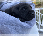 Puppy Puppy 6 Labrador Retriever