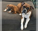 Small #3 Boxer