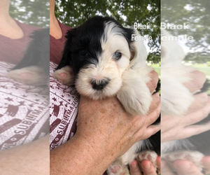 Sheepadoodle Puppy for Sale in SHIPMAN, Illinois USA