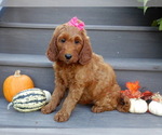 Small #3 Goldendoodle
