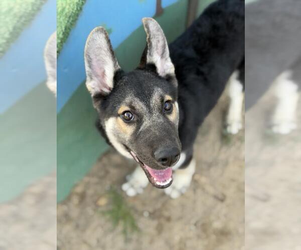 Medium Photo #1 German Shepherd Dog Puppy For Sale in Santa Maria, CA, USA