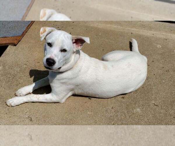 Medium Photo #8 Great Pyrenees-Unknown Mix Puppy For Sale in Hoffman Estates, IL, USA