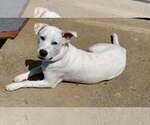 Small #7 Great Pyrenees Mix