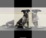 Small Mutt