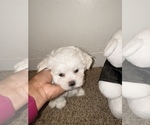 Small Photo #4 Maltese Puppy For Sale in KANSAS CITY, MO, USA