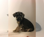 Small Photo #2 Mutt Puppy For Sale in ENTERPRISE, AL, USA