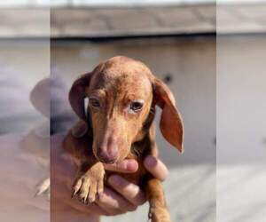Dachshund Puppy for sale in PINON HILLS, CA, USA