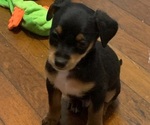 Puppy 9 German Hunting Terrier-Lowchen Mix