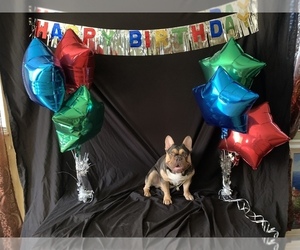 Father of the French Bulldog puppies born on 10/29/2020