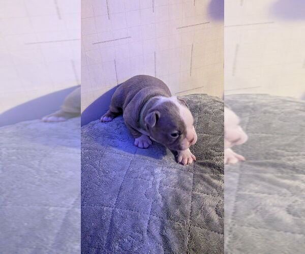 Medium Photo #2 Boston Terrier Puppy For Sale in ROCHESTER, NH, USA