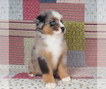 Small #7 Miniature Australian Shepherd