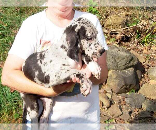 Medium Photo #16 Great Dane Puppy For Sale in SPRAGGS, PA, USA